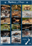 Spiders Of Otago PNG