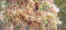 Sphagnum Moss, Tahakopa