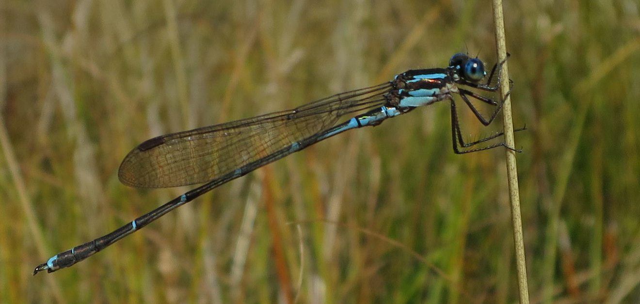 a colourful blue insect on a blade of grass