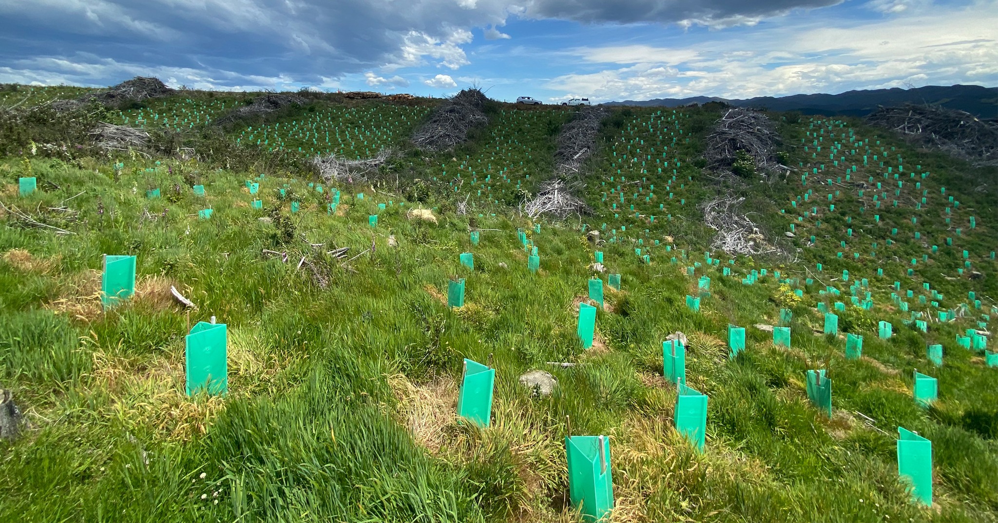 a field with green plant protectors around newly planted trees
