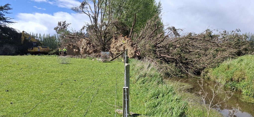 An ORC Contractor Removes Trees Following 23 Oct Windstorm From Lovells Stream, Northwest Of Balclutha Township Photo By Garry Lahood (ODT)
