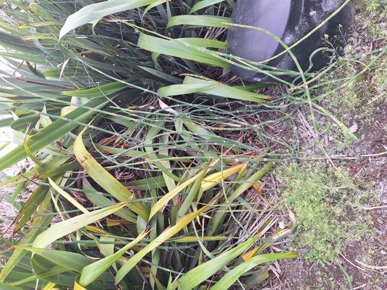 rough-horsetail 20250211_183804 Source ORC