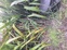 rough-horsetail 20250211_183804 Source ORC