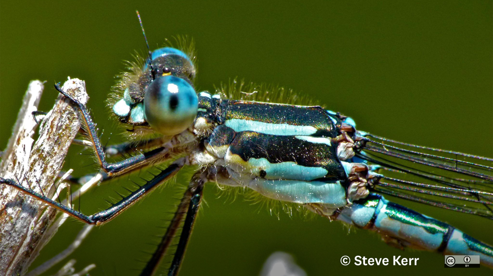 Blue Damselfly Steve Kerr CC 4