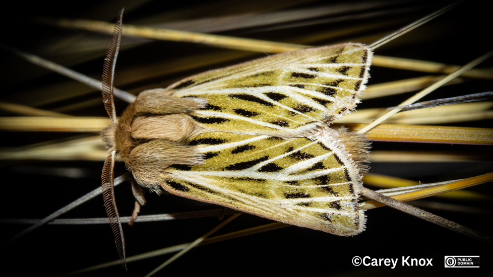 Moth Nivetica Nervosa Carey Knox CC0