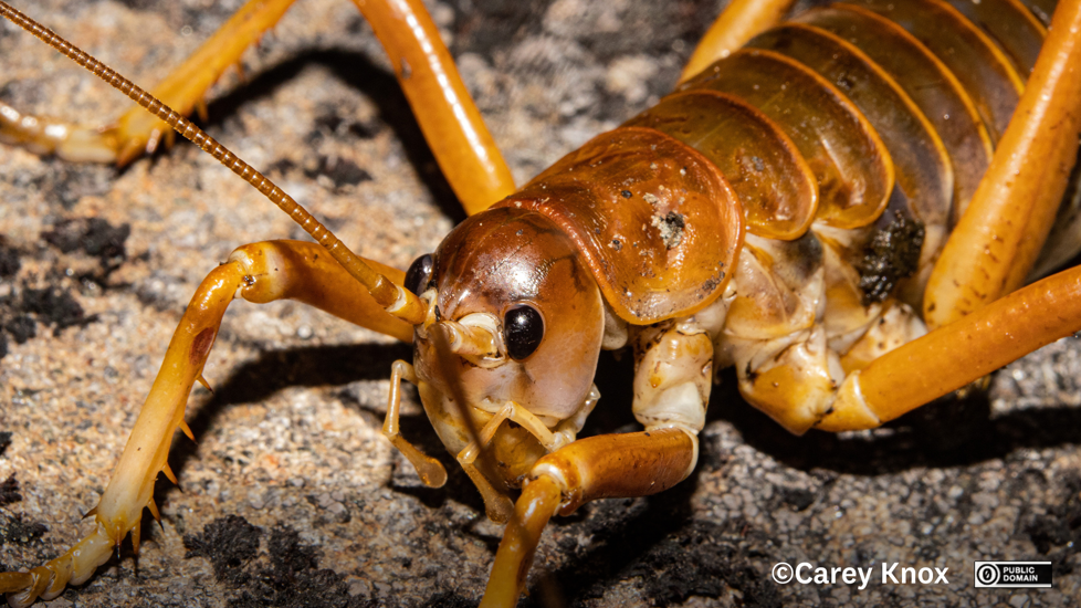 Mt Cook Giant Weta Deinacrida Pluvialis Photo Carey Knox Public Domain