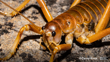 Mt Cook Giant Weta Deinacrida Pluvialis Photo Carey Knox Public Domain