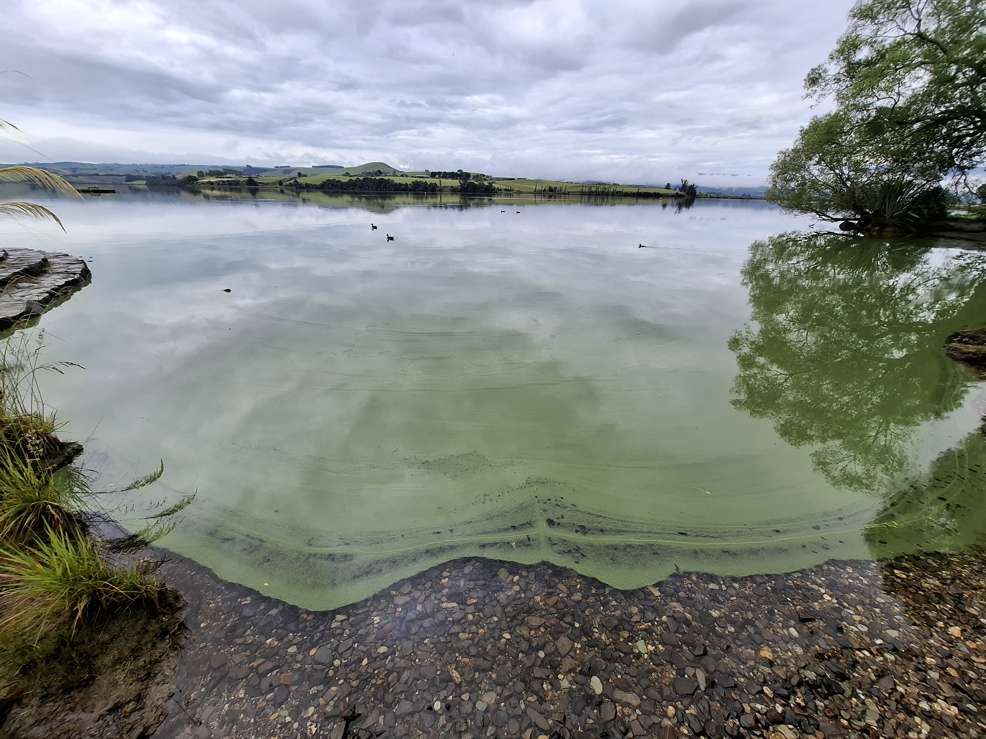 Lake Waihola Toxic Algae 2024