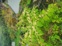 Japanese Knotweed 7
