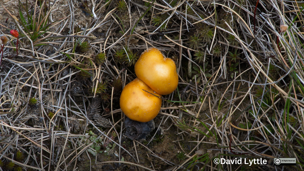 Mushroom Fungi Deconica Baylisiana Photo David Lyttle all rights reserved