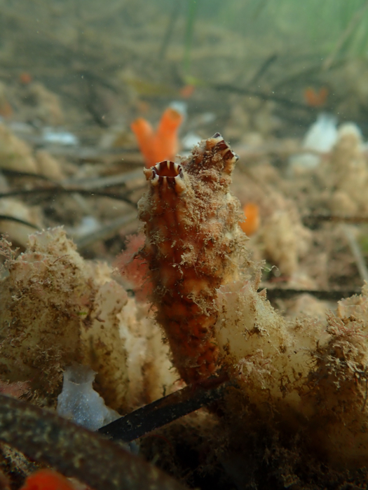 Clubbed tunicate
