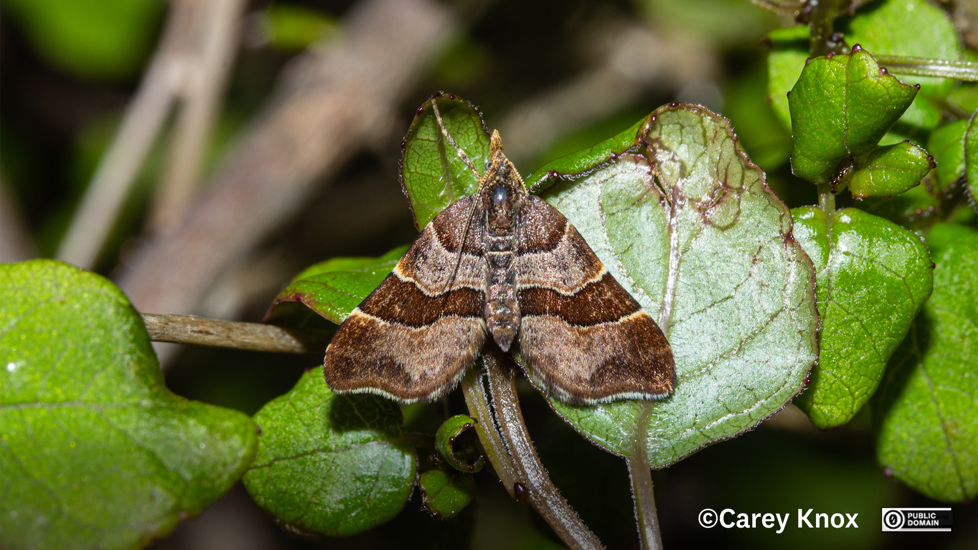 Cephalissa Siria, A Species First Described From Specimens Collected In Otago. Photo Carey Knox CC0