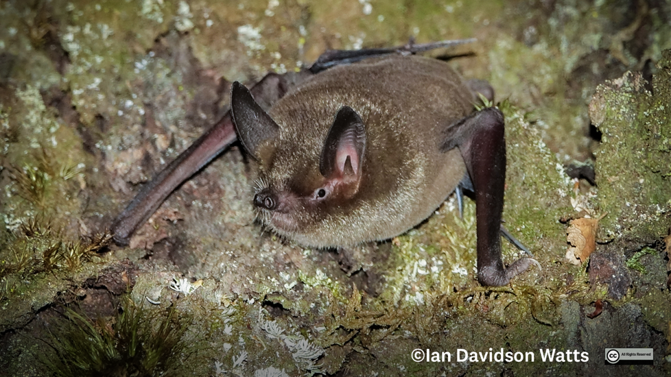 Southern Lesser Short Tailed Bat Ian Davidson Watts All Rights Reserved