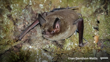 Southern Lesser Short Tailed Bat Ian Davidson Watts All Rights Reserved