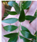 The Finely Serrated Leaves Of The Chilean Mayten. Photo Murray Dawson Inaturalistnz