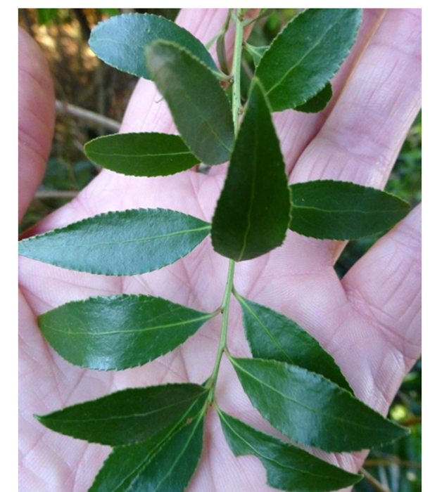 Root Pest Control Are these pest plants lurking in your backyard?