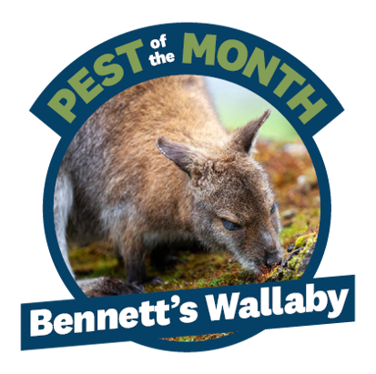 a blue circle with a photo of a wallaby in it and the words Pest of the Month Bennett's wallaby on it