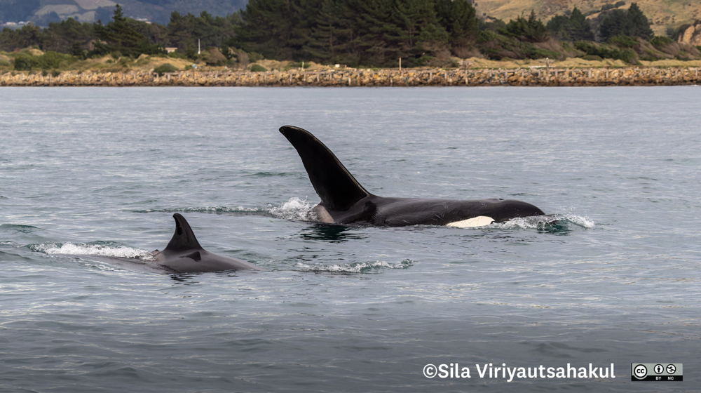 Maki Orca. Photo Sila Viriyautsahakul Inaturalist (CC BY NC 4.0)