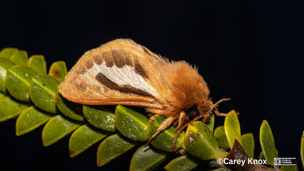 Heloxycanus Patricki, A Species First Described From Specimens Collected In Otago. Carey Knox CC0