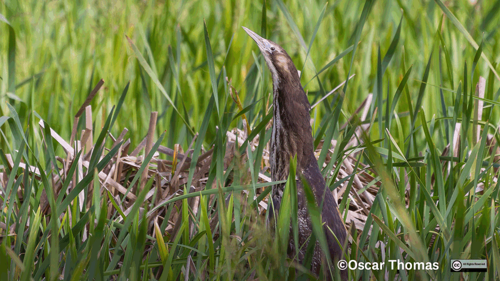 Matuku Hūrepo (Australian Bittern) 1. Credit Oscar Thomas