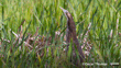 Matuku Hūrepo (Australian Bittern) 1. Credit Oscar Thomas