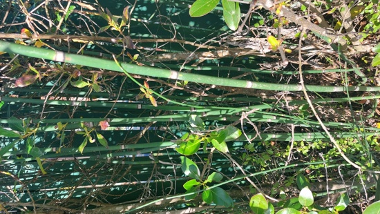 Rough Horsetail Reed 4