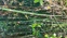 Rough Horsetail Reed 4