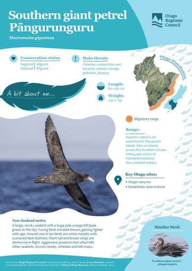 Southern Giant Petrel Pāngurunguru (1)