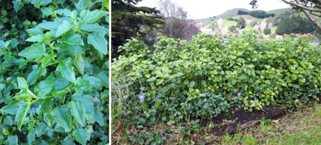 two photos showing a close up and wider shot of a green leafy plant