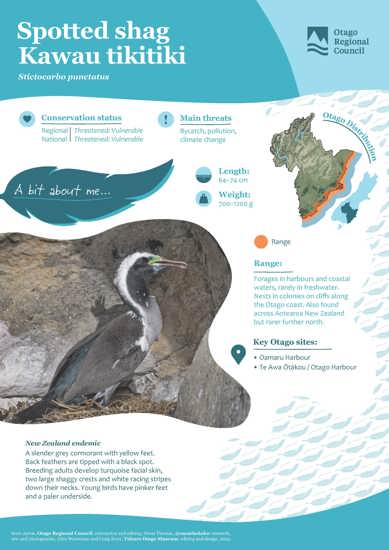 Spotted Shag Kawau Tikitiki (1)