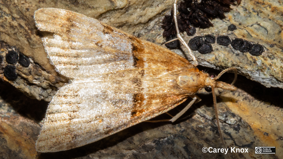 Moth Antiscopa Acompa, A Species First Described From Specimens Collected In Otago Carey Knox CC0