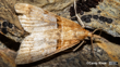 Moth Antiscopa Acompa, A Species First Described From Specimens Collected In Otago Carey Knox CC0
