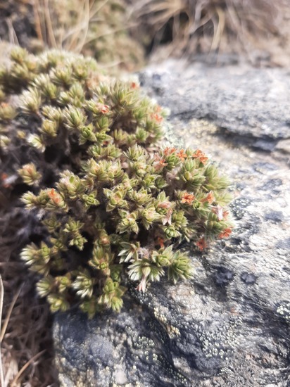 Pimelea Sericeovillosa Subsp. Alta Photo Rachbaxter (CC BY NC) Queenstown Lakes