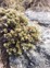 Pimelea Sericeovillosa Subsp. Alta Photo Rachbaxter (CC BY NC) Queenstown Lakes