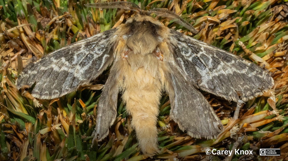 Aoraia Macropis, A Regionally Endemic Species To Otago Photo Carey Knox CC0