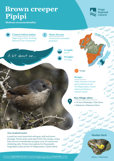 Brown Creeper Pīpipi Thumbnail