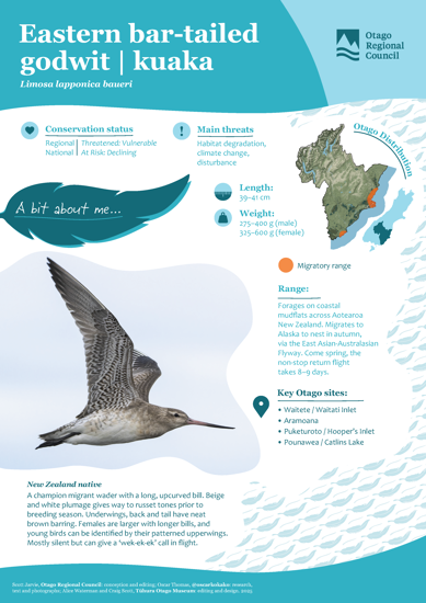 Eastern Bar Tailed Godwit Kuaka Thumbnail