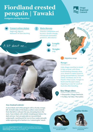 Fiordland Crested Penguin Tawaki Thumbnail