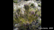 Cromwell Broom (Carmichaelia Compacta) John Barkla (Some Rights Reserved) (CC BY) Queenstown Lakes