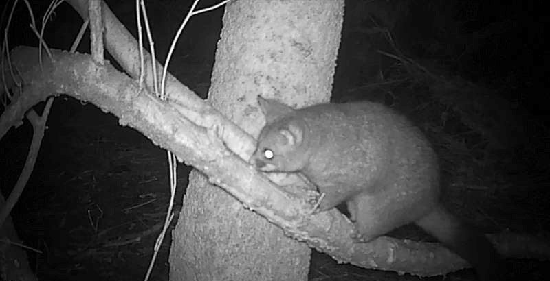 a night camera photo of a possum in a tree