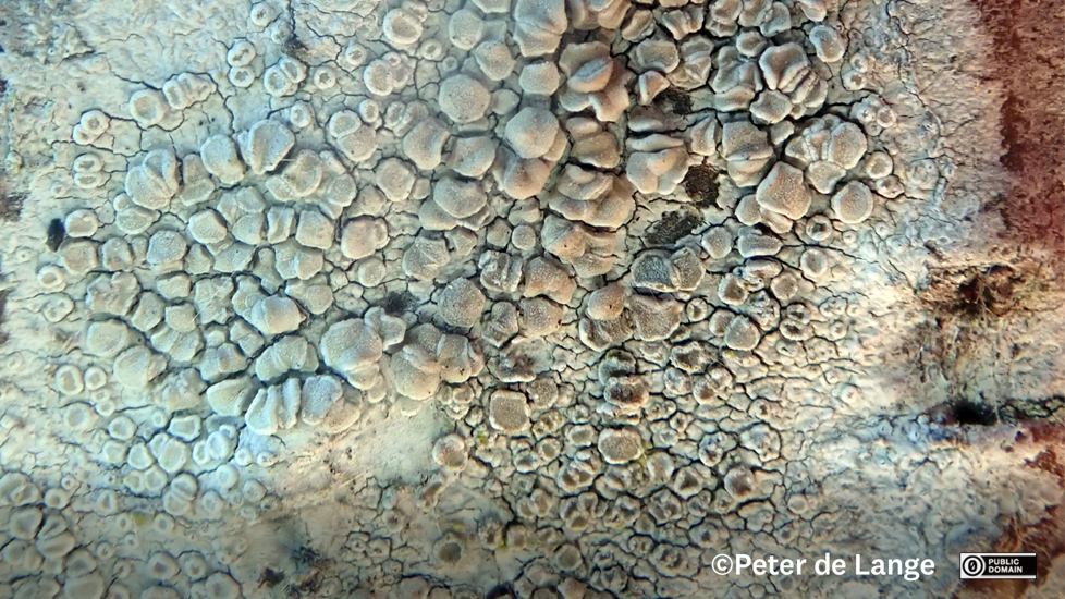 Lecanora Carpinea Crustose Lichen Photo Peter De Lange Public Domain