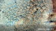Lecanora Carpinea Crustose Lichen Photo Peter De Lange Public Domain