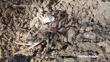 Hexathele Petriei Photo 485235973, (C) Mike Bowie, Some Rights Reserved CC BY 4.0 Inaturalist