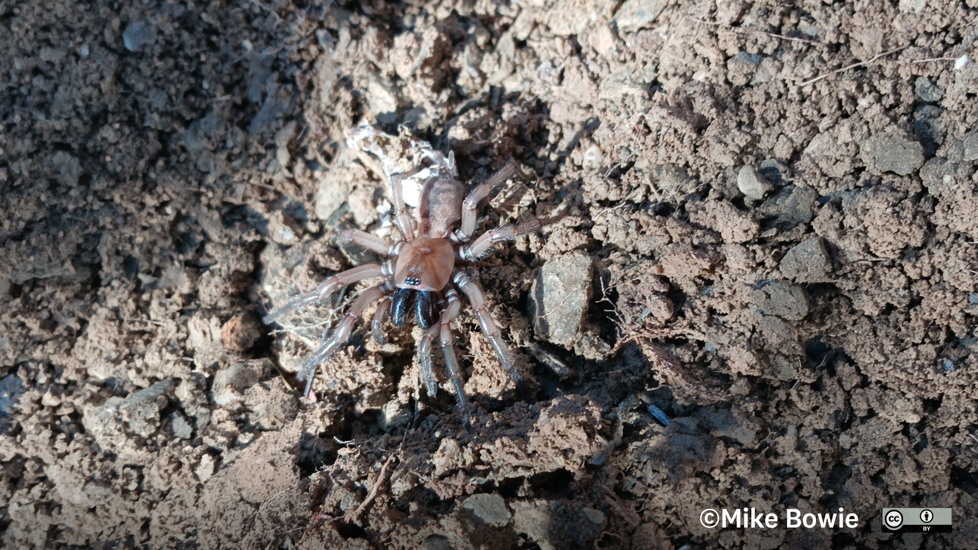 Hexathele Petriei Photo 485235973, (C) Mike Bowie, Some Rights Reserved CC BY 4.0 Inaturalist