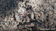 Hexathele Petriei Photo 485235973, (C) Mike Bowie, Some Rights Reserved CC BY 4.0 Inaturalist