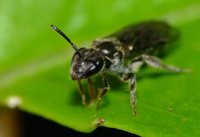 a close up of a native bee on a bright green leaf