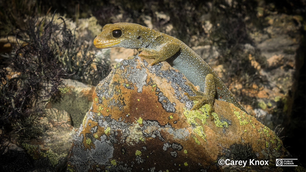 Hura Te Ao Gecko (Mokopirirakau Galaxias). Photo Carey Knox (CC0)
