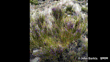 Carmichaelia Compacta (Cromwell Broom) John Barkla Cc By Some Rights Reserved Inaturalist 1920X1080