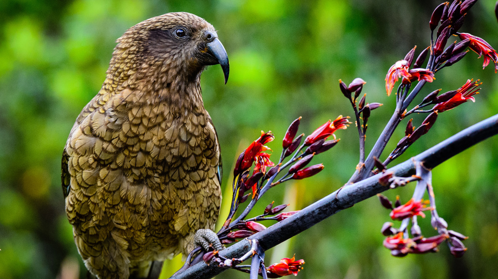 Kea Alpine Parrot Nestor Notabilis Otago Bird Flax Adobestock 103249633