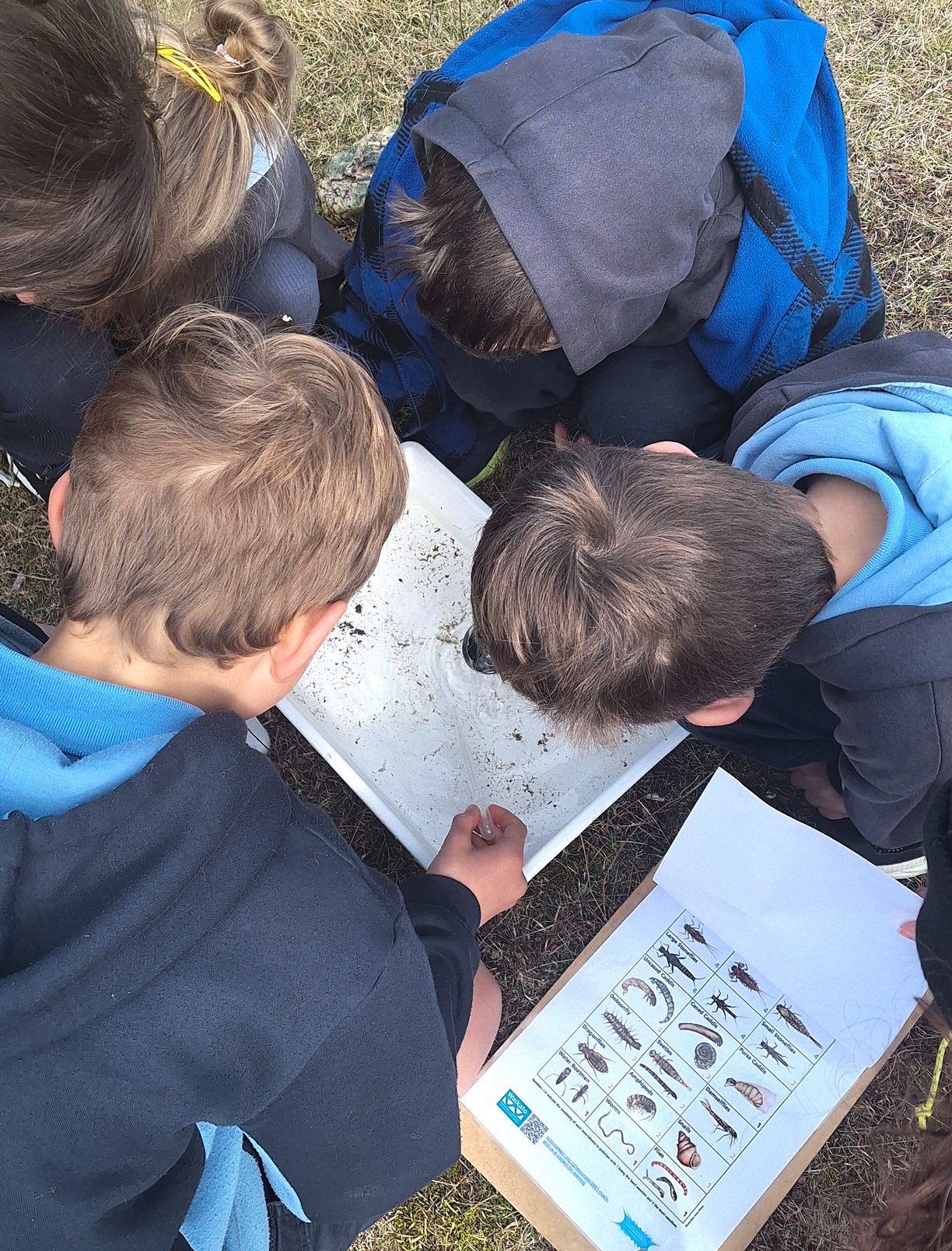 three children looking down at a white plastic tray on the ground that has water and small organisms in it